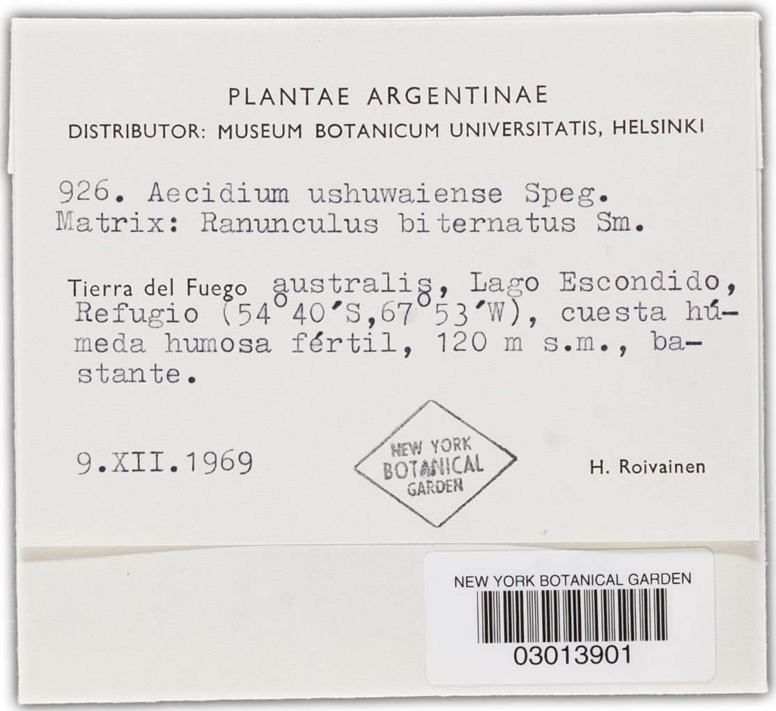 Aecidium negerianum image