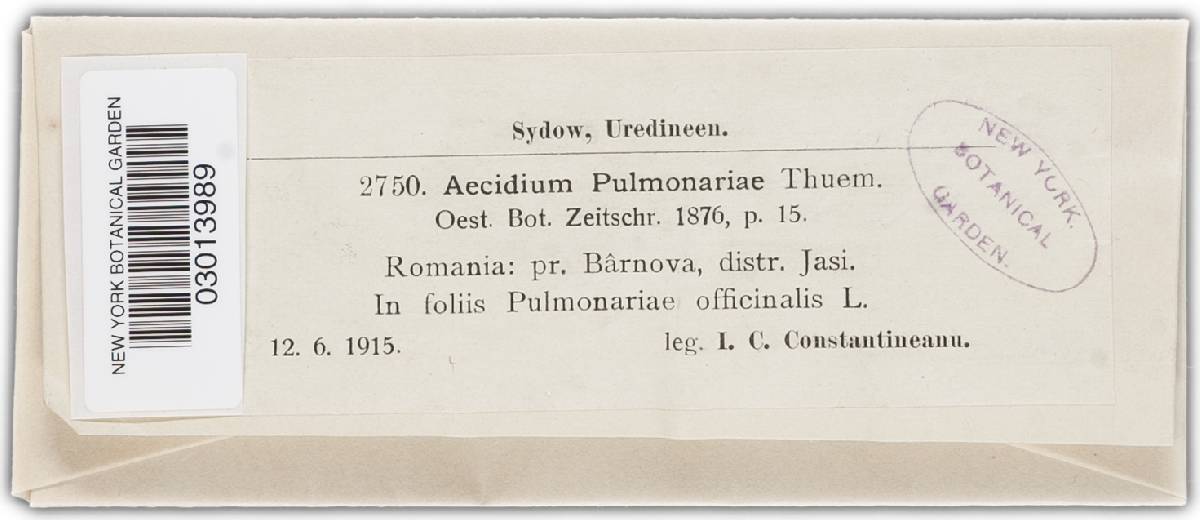 Aecidium pulmonariae image