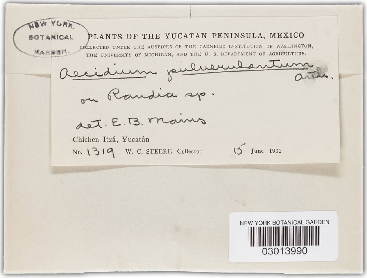 Aecidium pulverulentum image