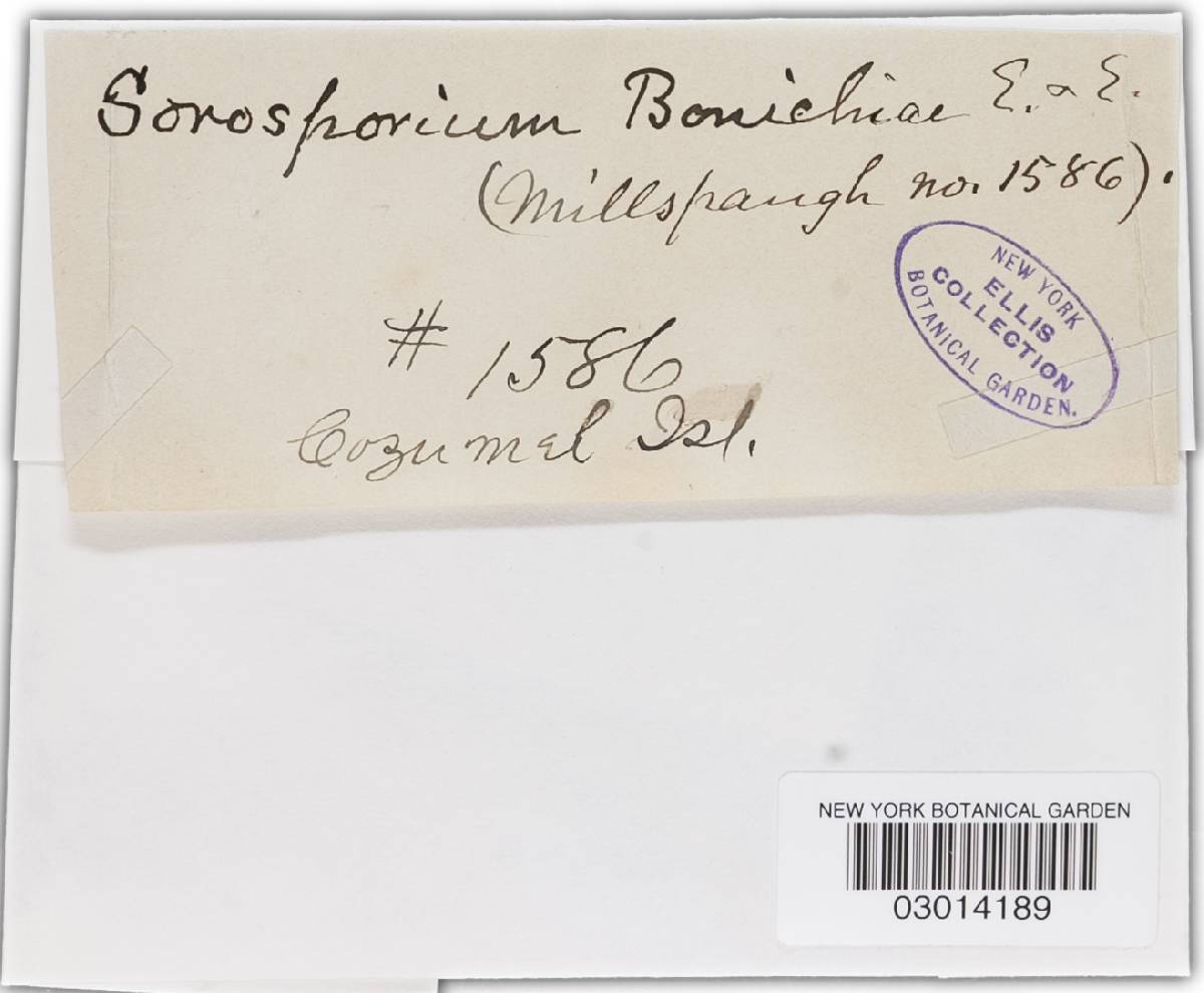 Sorosporium borrichiae image