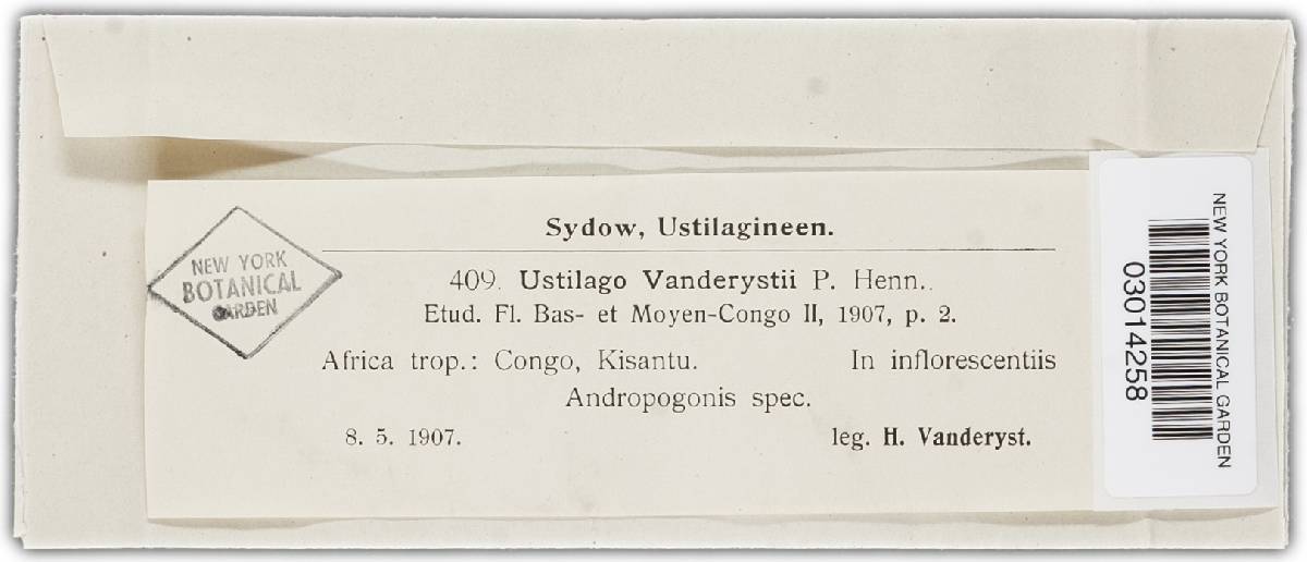 Sporisorium vanderystii image