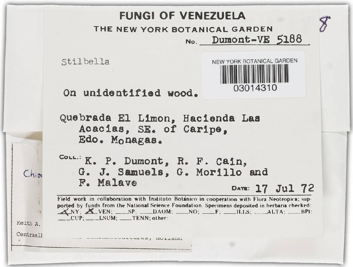 Chionosphaera image