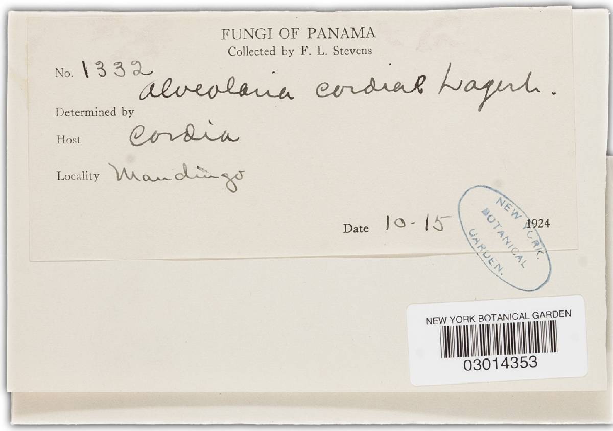Alveolaria cordiae image
