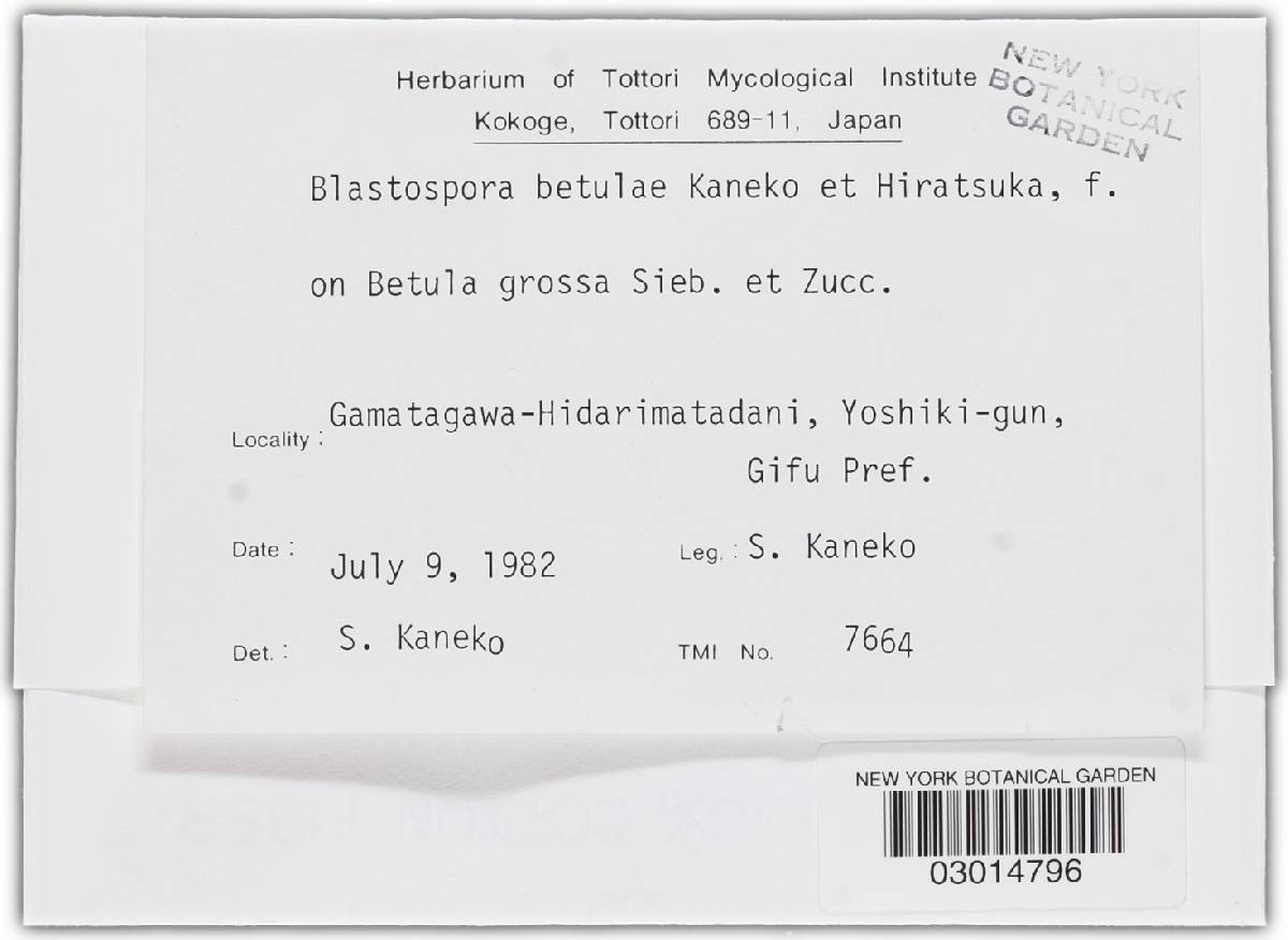 Blastospora betulae image