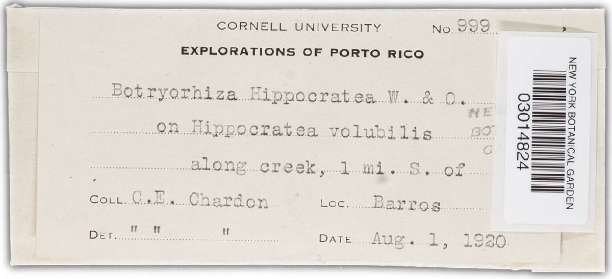 Botryorhiza hippocrateae image