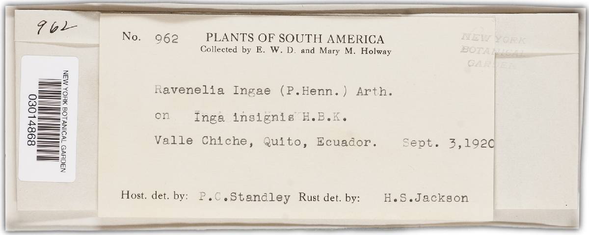 Chaconia ingae image