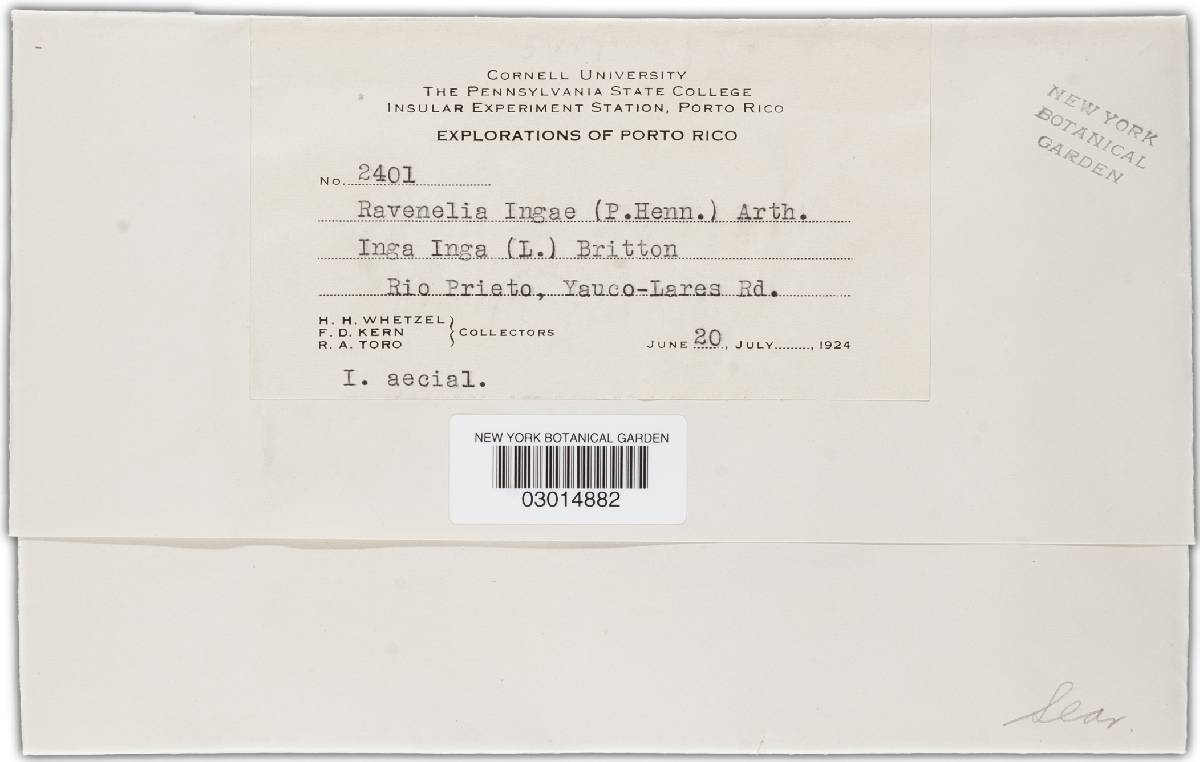 Chaconia ingae image