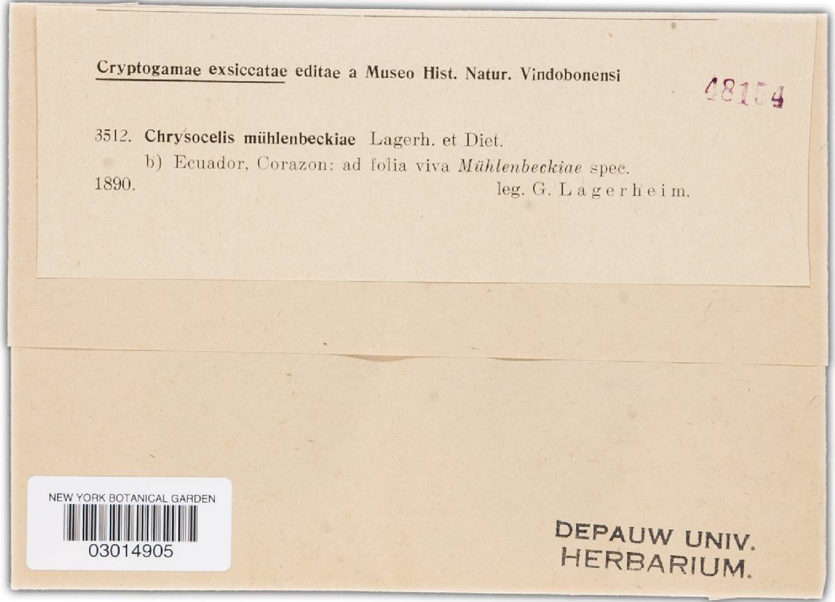Chrysocelis muehlenbeckiae image