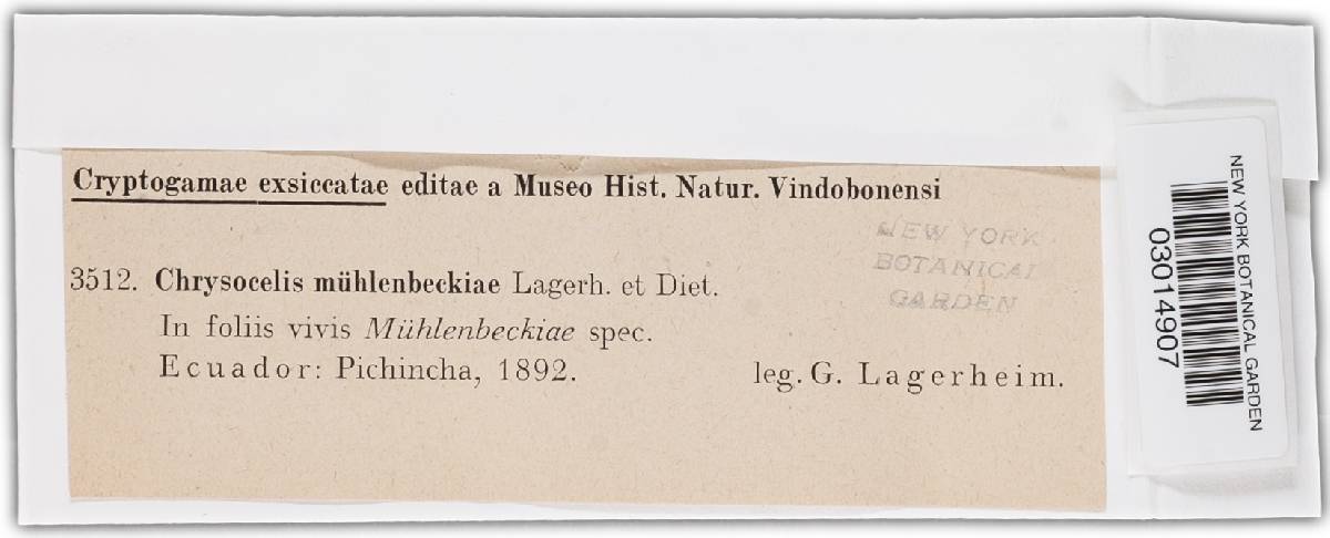Chrysocelis muehlenbeckiae image