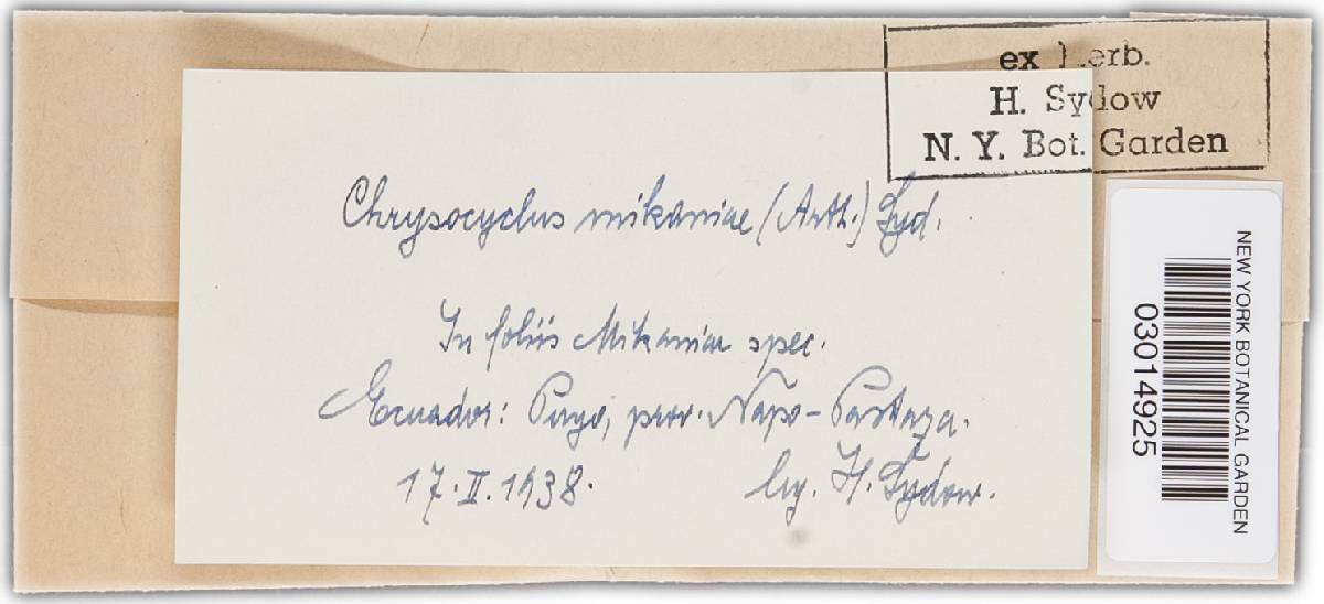 Chrysocyclus mikaniae image
