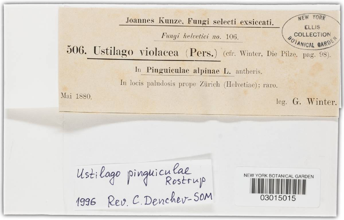 Microbotryum pinguiculae image