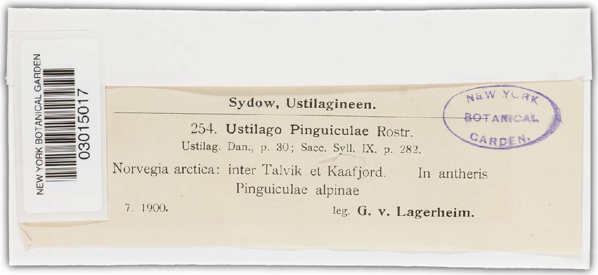 Microbotryum pinguiculae image