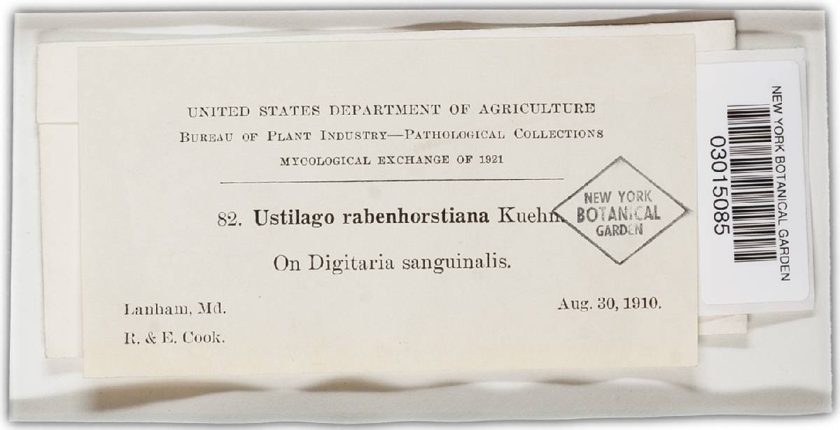 Ustilago rabenhorstiana image