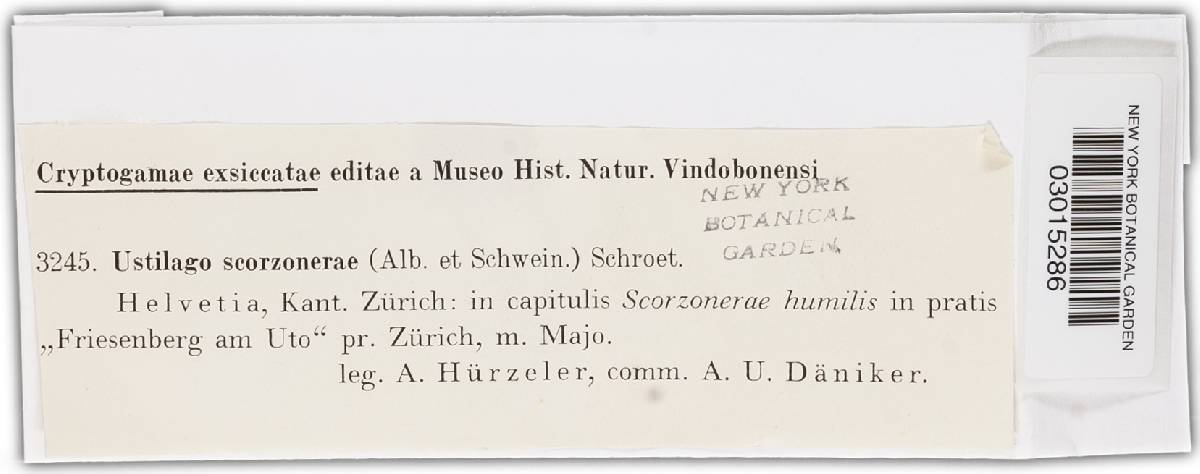 Microbotryum scorzonerae image