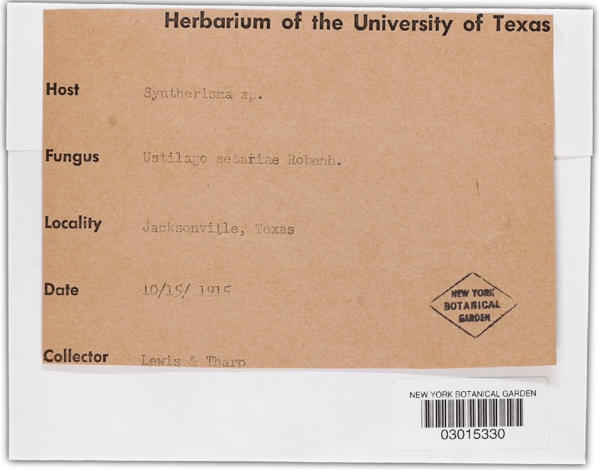 Ustilago setariae image