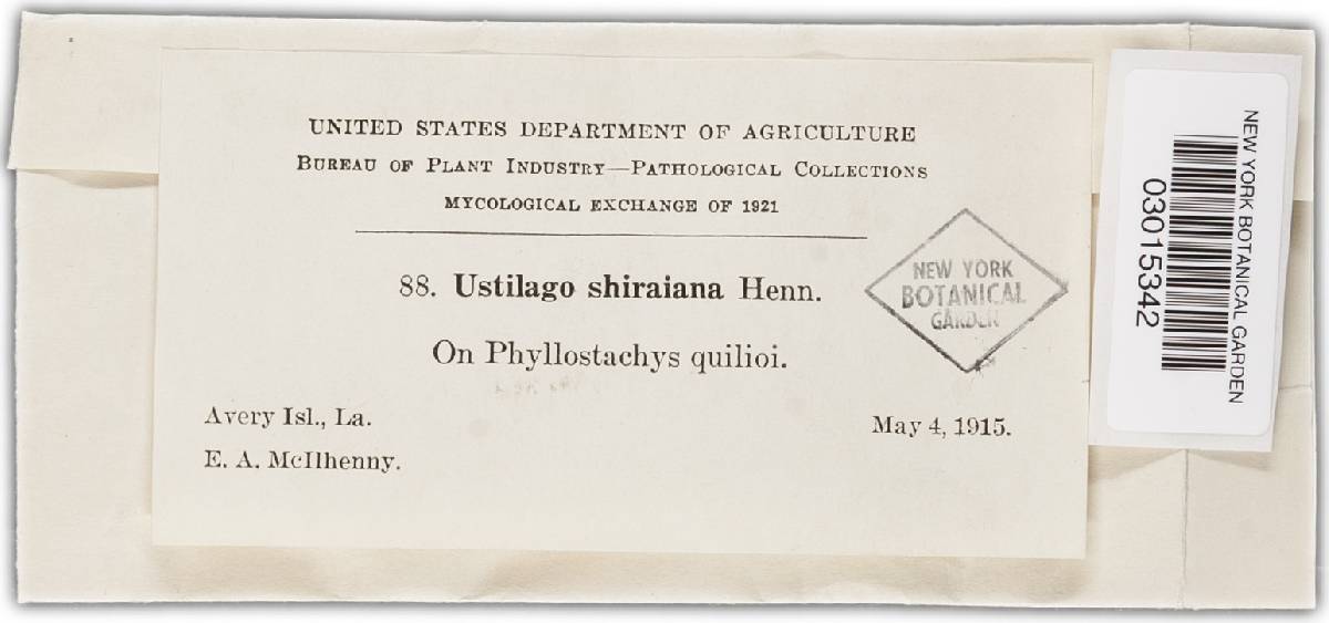 Ustilago shiraiana image
