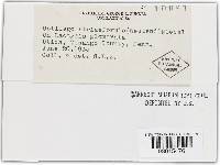 Ustilago striaeformis image