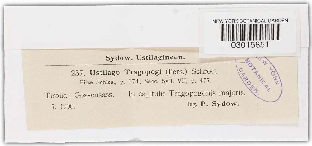 Ustilago tragopogi image