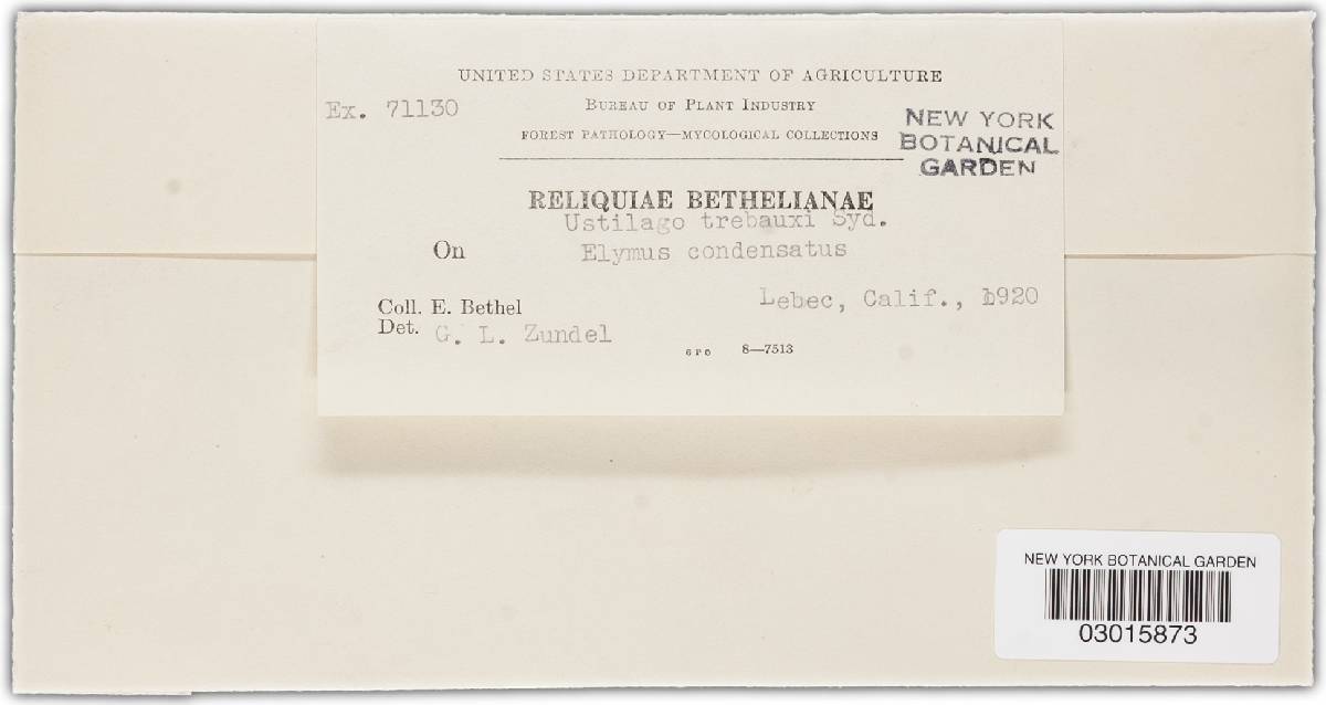 Ustilago trebouxii image