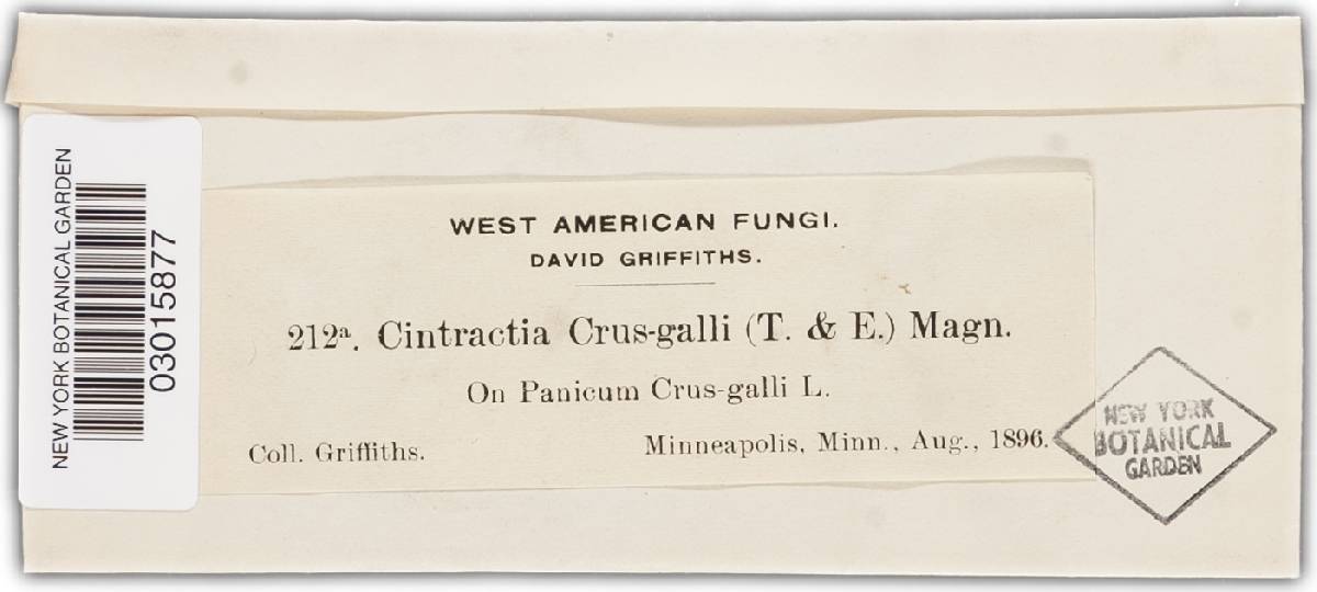 Ustilago trichophora image