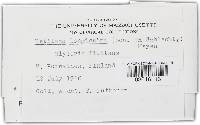 Ustilago filiformis image
