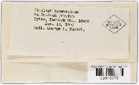 Ustilago lorentziana image