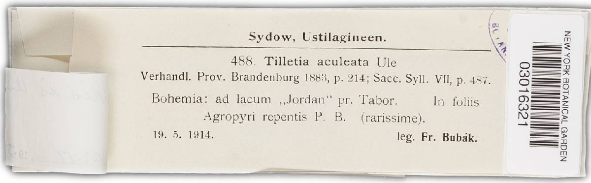 Tuburcinia macrospora image