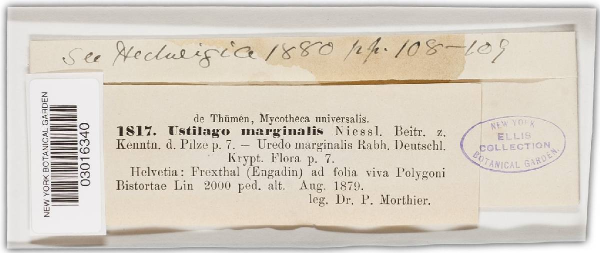 Microbotryum bistortarum image