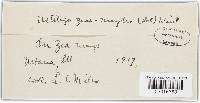 Ustilago maydis image