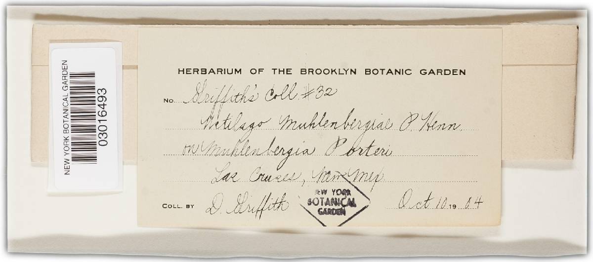 Ustilago muhlenbergiae image