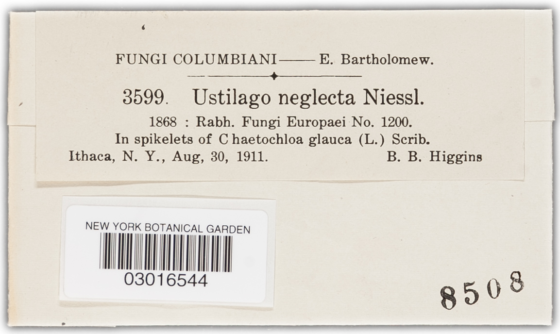 Macalpinomyces neglectus image