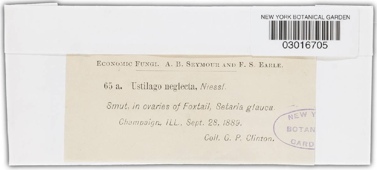 Macalpinomyces neglectus image