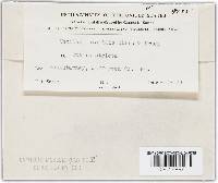 Thecaphora oxalidis image