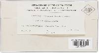 Thecaphora oxalidis image