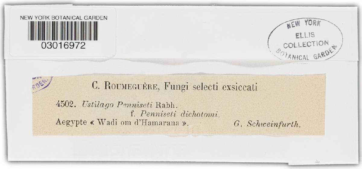 Ustilago penniseti image