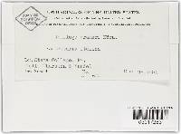 Ustilago crameri image