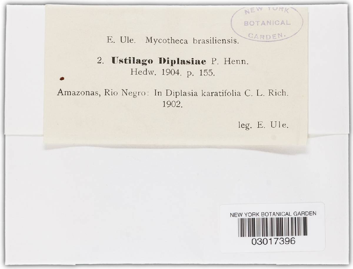 Cintractiella diplasiae image