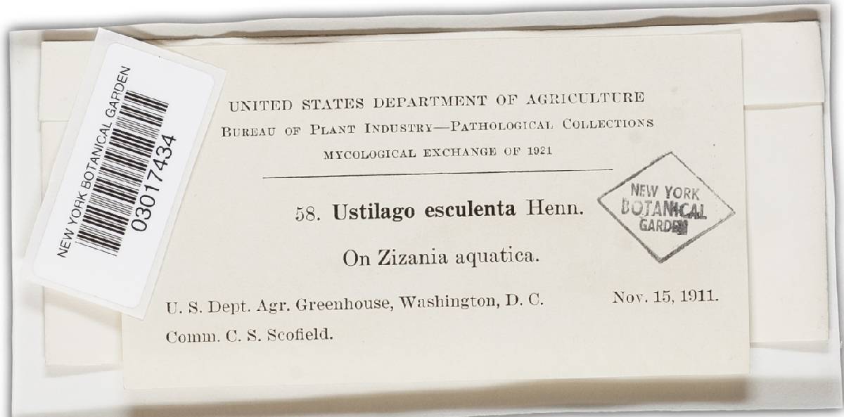 Ustilago esculenta image