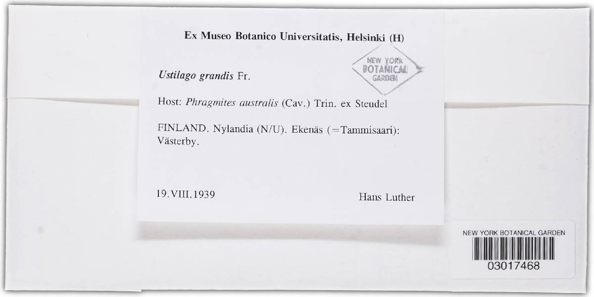 Ustilago grandis image