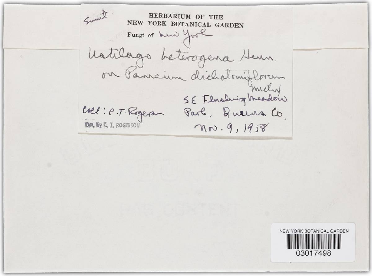 Ustilago heterogena image