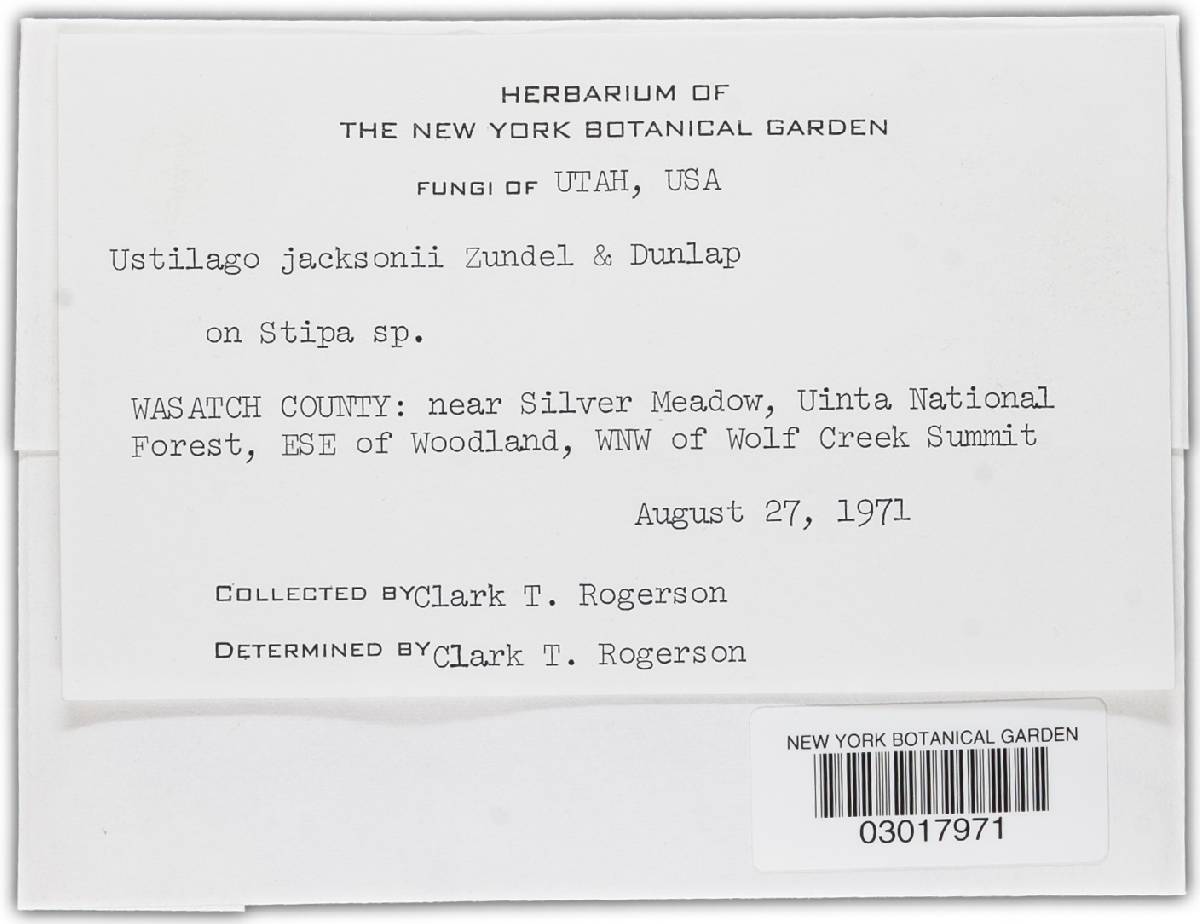 Ustilago jacksonii image