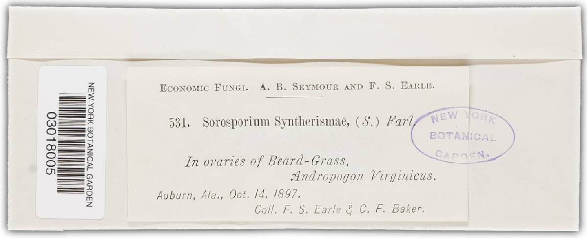 Sphacelotheca seymouriana image