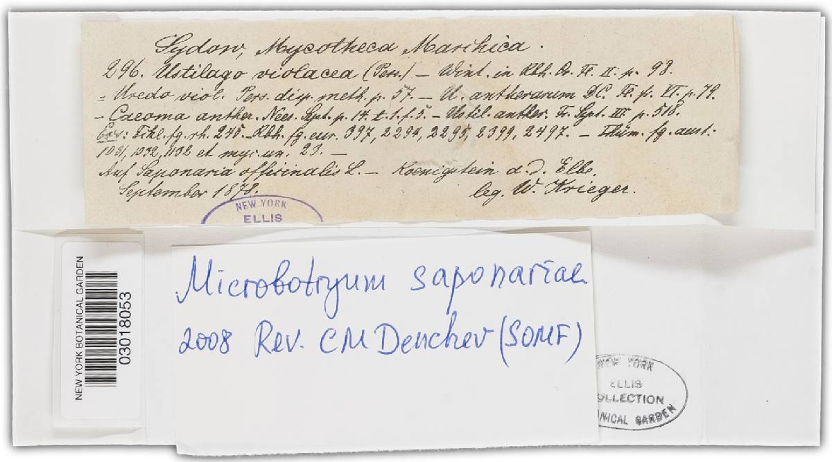 Microbotryum saponariae image