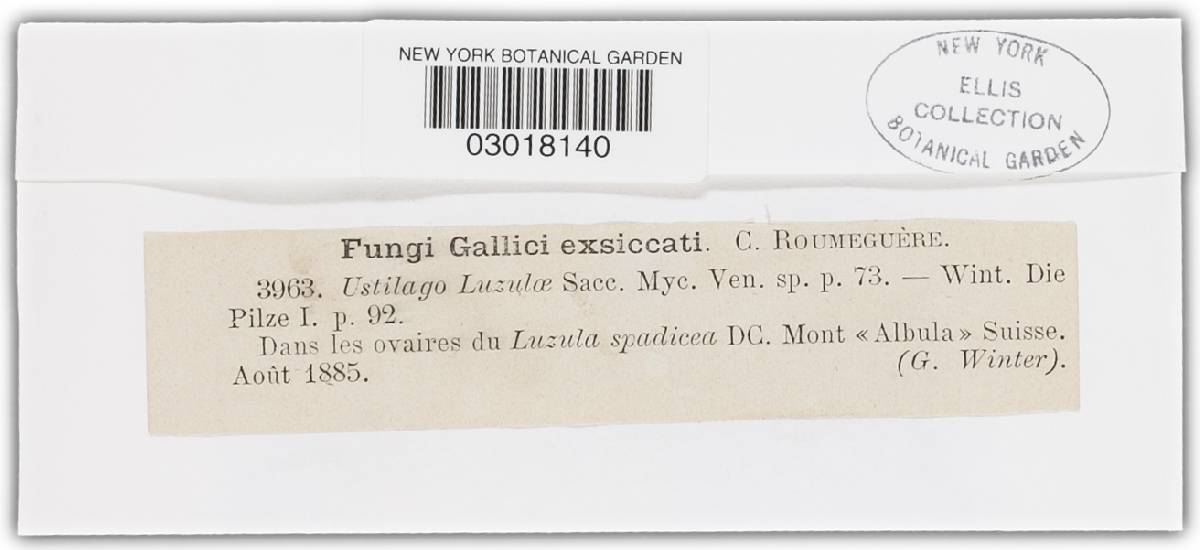 Stegocintractia spadicea image