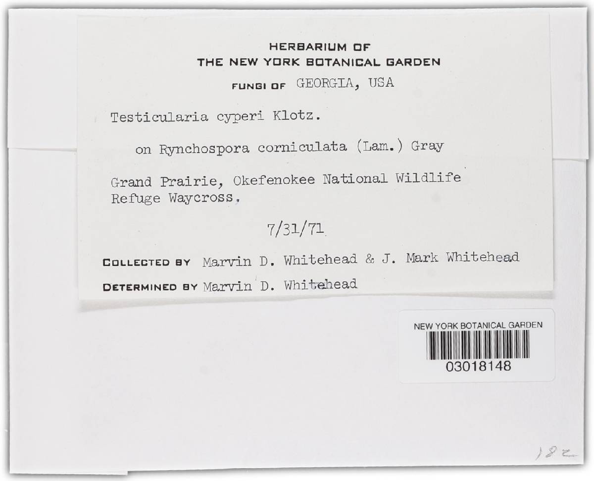 Testicularia cyperi image
