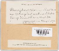 Thecaphora deformans image