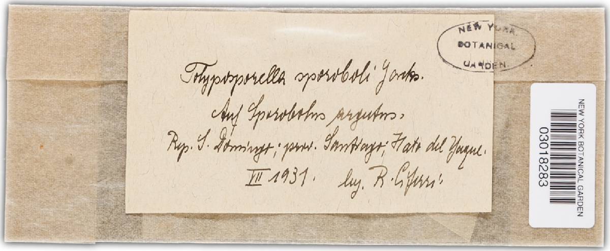 Jamesdicksonia sporoboli image