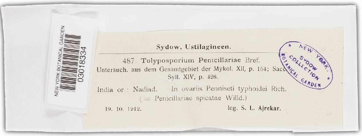 Moesziomyces bullatus image