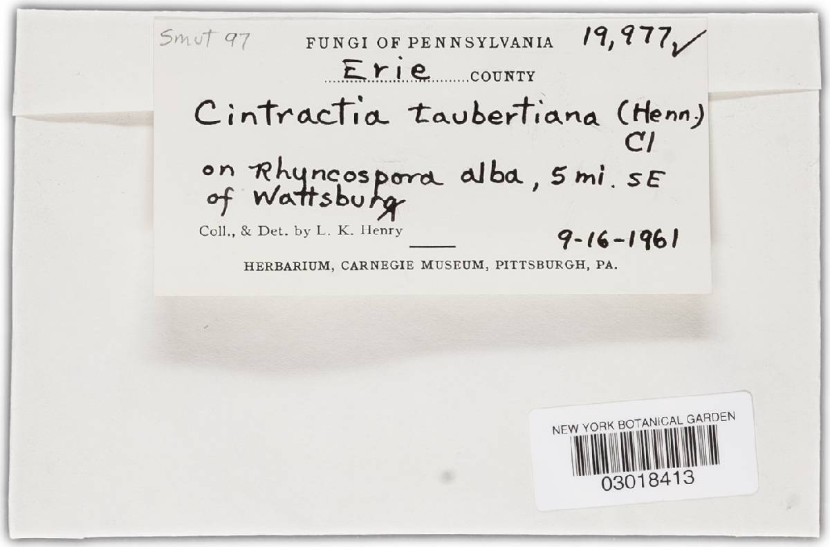 Ustanciosporium taubertianum image