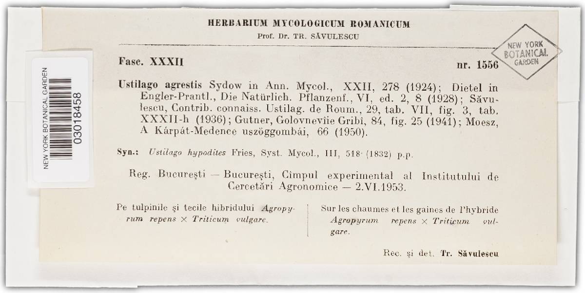Ustilago agrestis image